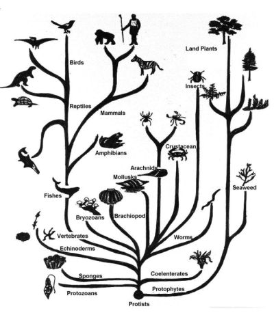 Tree of Life